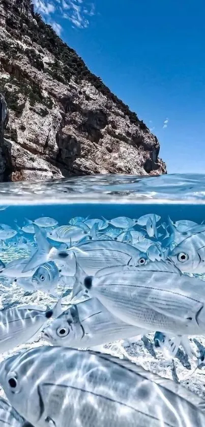 Ocean view with rocky shore and shimmering fish in clear water.