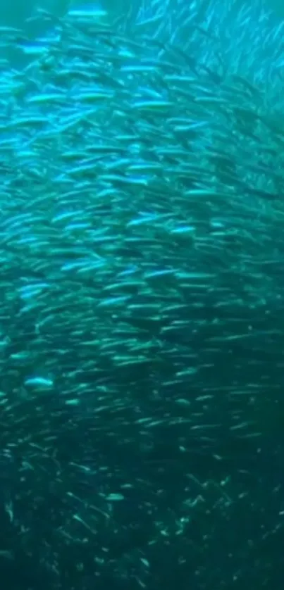 Vibrant school of fish swimming in deep blue ocean waters.