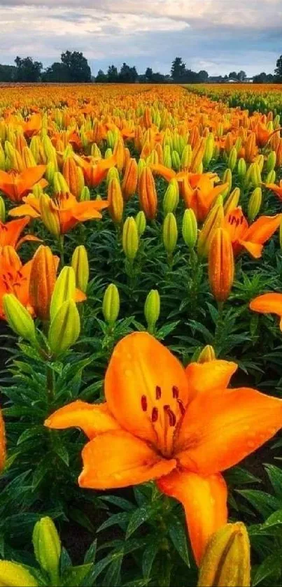 Field of blooming orange lilies under a partly cloudy sky.