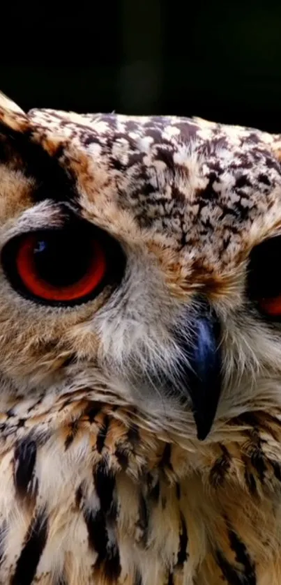 Close-up of an owl with red eyes, showcasing feathers and intense gaze.