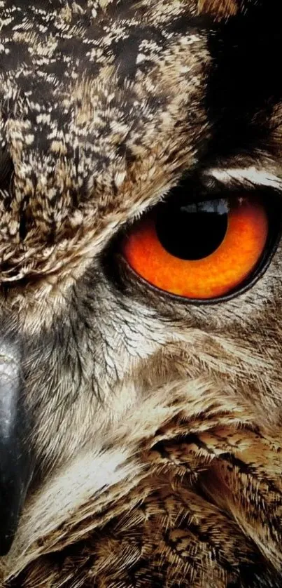 Close-up of an owl's eye with orange and black hues.