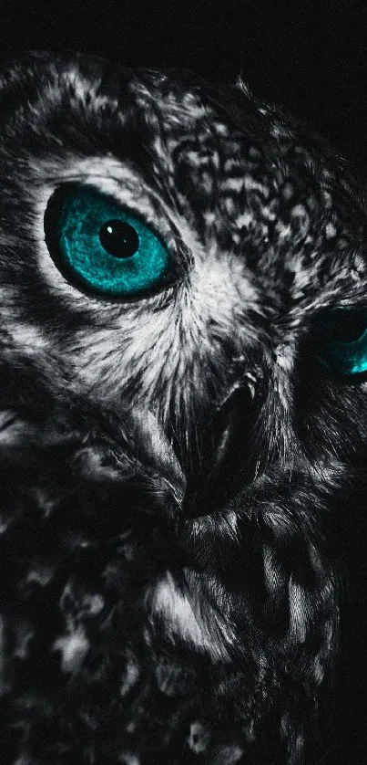 Close-up of owl with vibrant turquoise eyes on a black background.