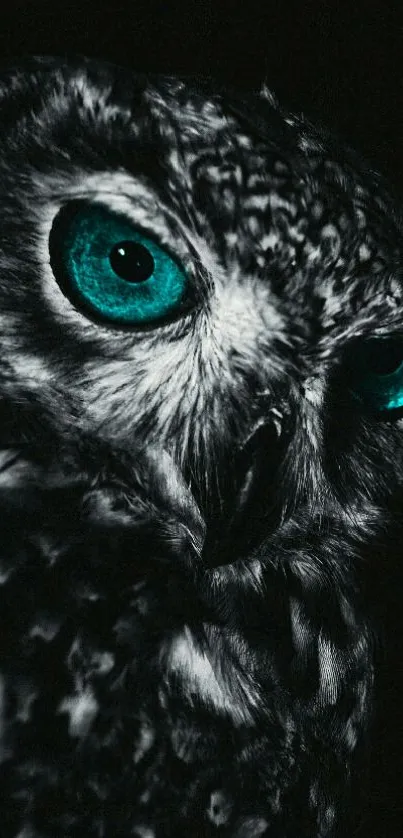 Owl with teal eyes on a dark background, captivating mobile wallpaper.