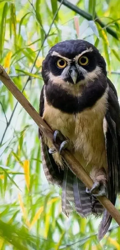 Owl perched on bamboo with green leafy background.