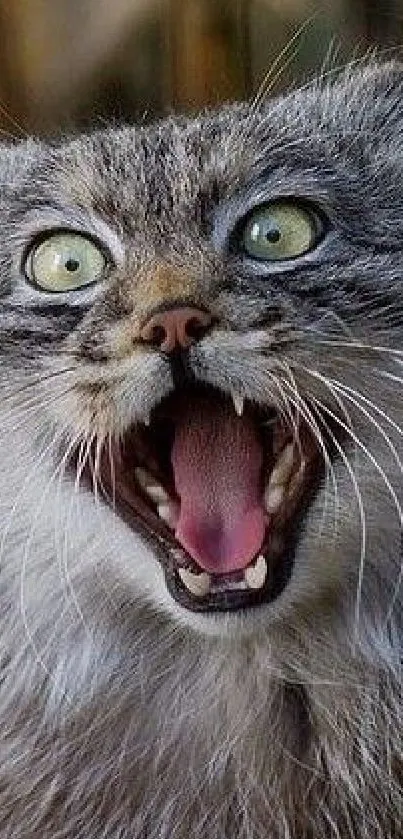 Close-up of a Pallas's cat with detailed fur and vibrant eyes.