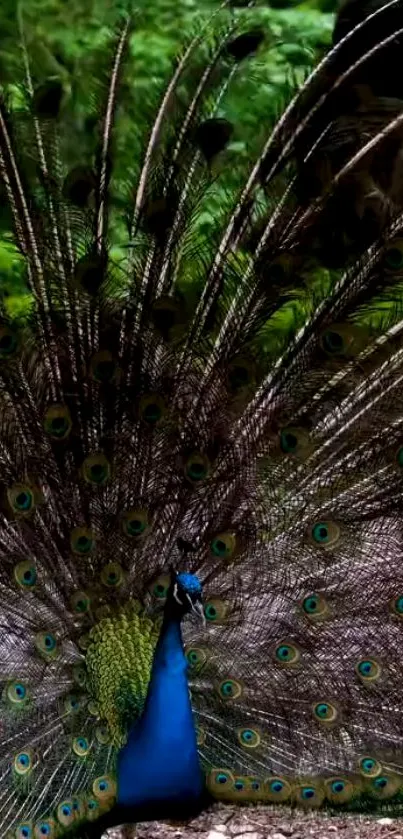 Peacock displaying its vibrant feathers against greenery.