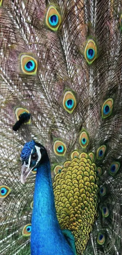 Vibrant blue peacock with spread feathers displaying colorful eye spots.