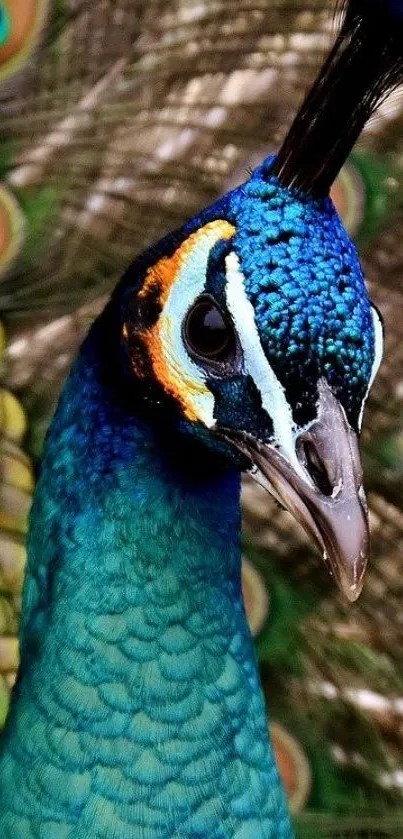 Vibrant peacock with striking blue feathers on a mobile wallpaper.