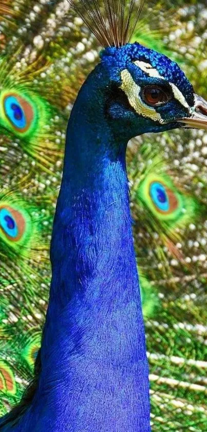 Vibrant blue peacock with its feathers displayed beautifully.