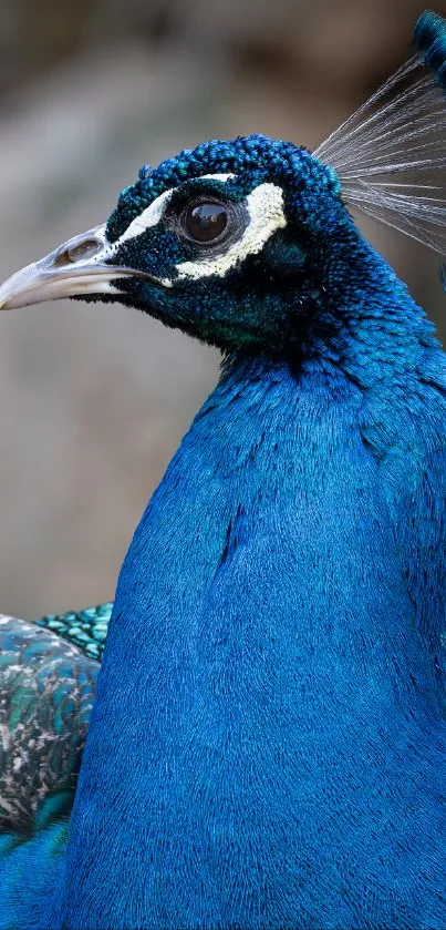 Close-up of a vibrant blue peacock showcasing detailed plumage.