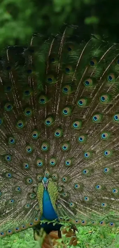 Beautiful peacock displaying colorful feathers amidst green foliage.