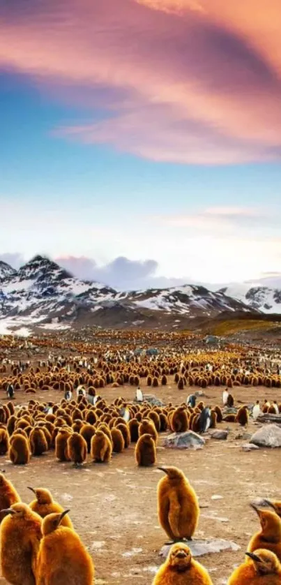 Penguins gathered under a vibrant sunset with snow-capped mountains in the background.