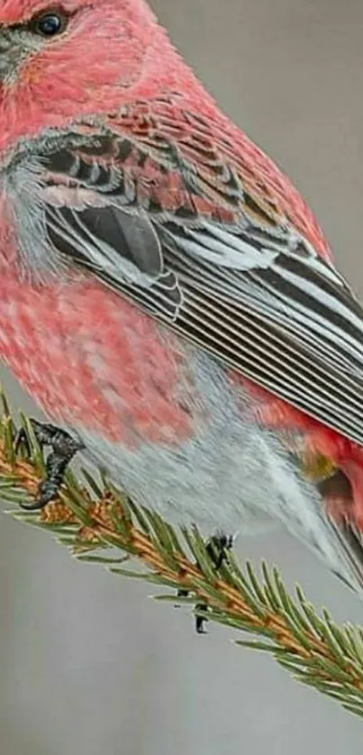 Pink bird perched on a branch, perfect as a mobile wallpaper.