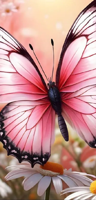 Pink butterfly resting on white daisies in vibrant sunlight.