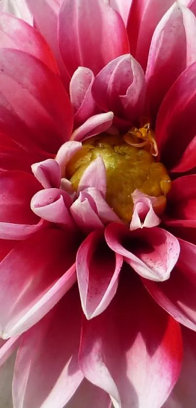 Vivid close-up of a blooming pink dahlia flower in full detail.