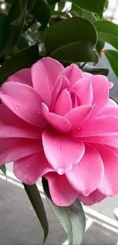 Pink flower with vibrant petals on a green leafy background.