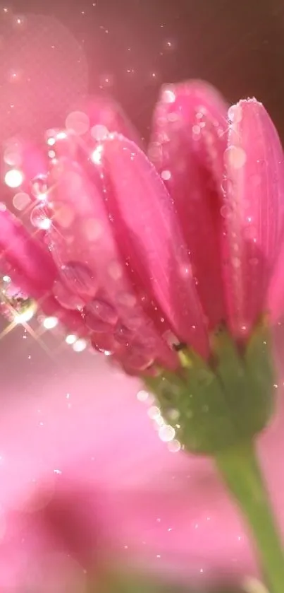 Close-up of a pink flower with dewdrops on its petals.