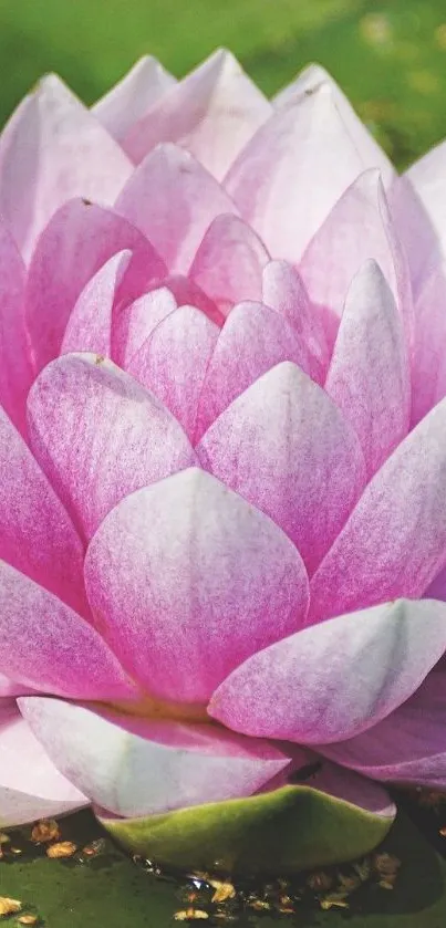 Close-up of a pink lotus flower with green background.