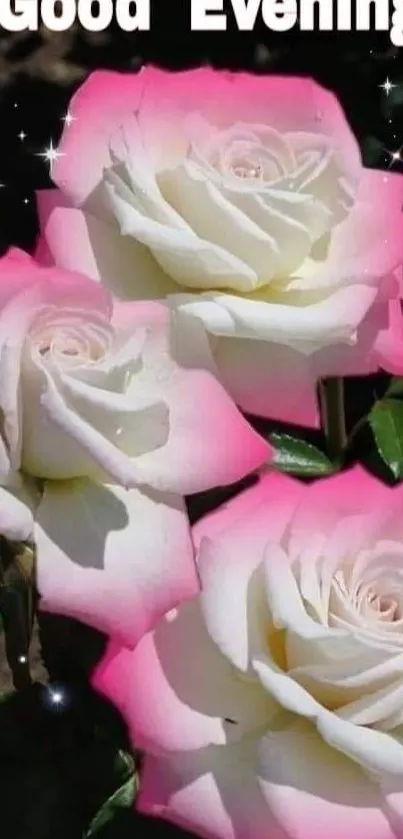 Pink roses with an evening backdrop in a serene garden setting.