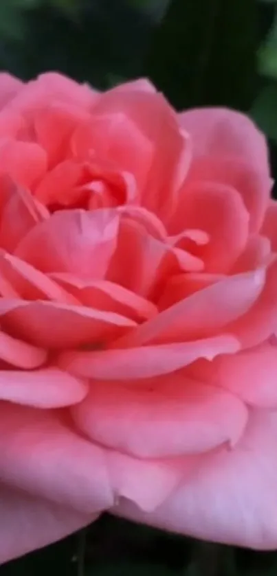 Close-up of a vibrant pink rose blossom on a green background.