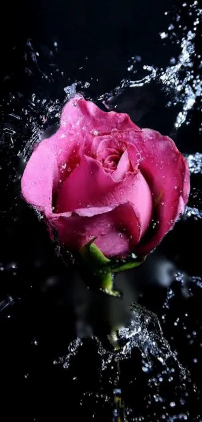 Vibrant pink rose with splash effect on dark background wallpaper.
