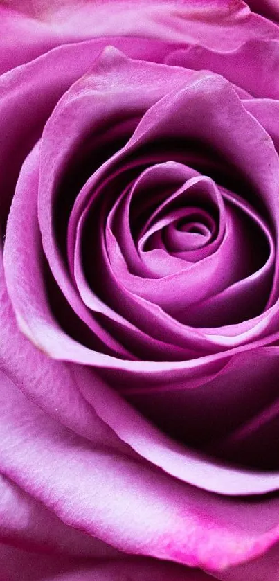 Close-up of a blooming pink rose with rich, vibrant colors.