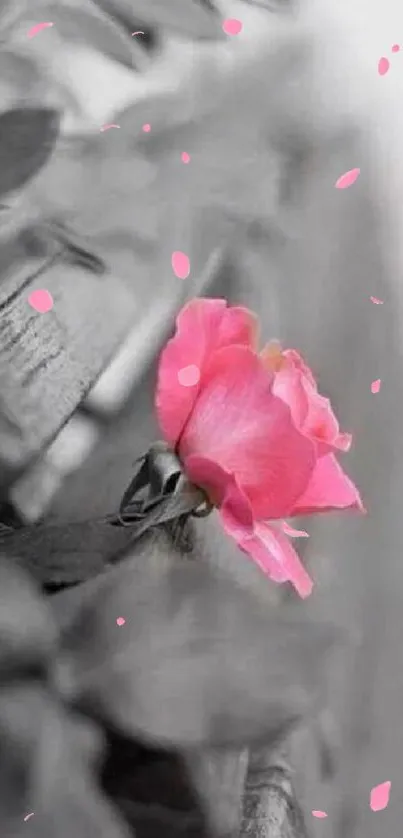 Pink rose in grayscale background wallpaper.