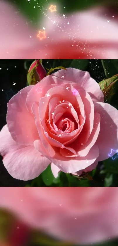 Pink rose with star effects on a mobile wallpaper.