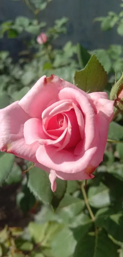 Beautiful pink rose blooming amidst lush green leaves.