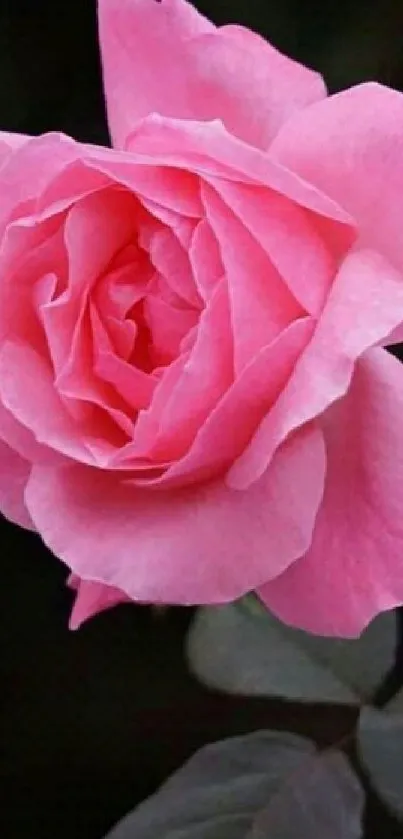 Vivid pink rose with green leaves on a dark background.