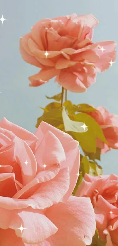 Beautiful pink roses with a clear sky background in this mobile wallpaper.