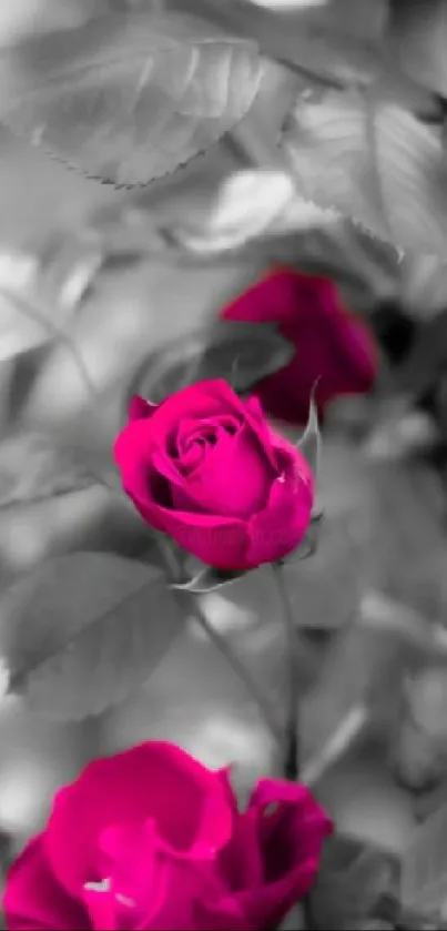 Vibrant pink roses on grayscale backdrop