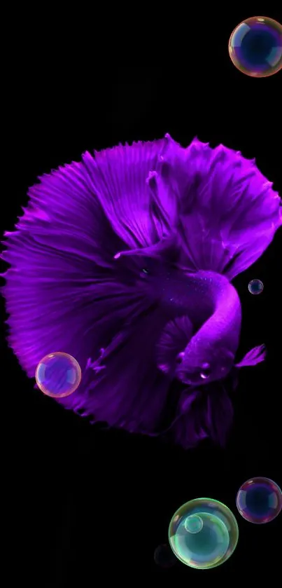 Purple betta fish on a black background wallpaper