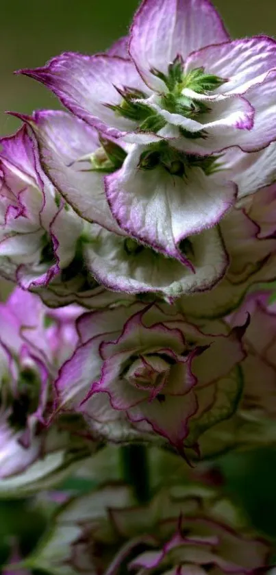 Stunning purple floral wallpaper with delicate petals and lush green accents.