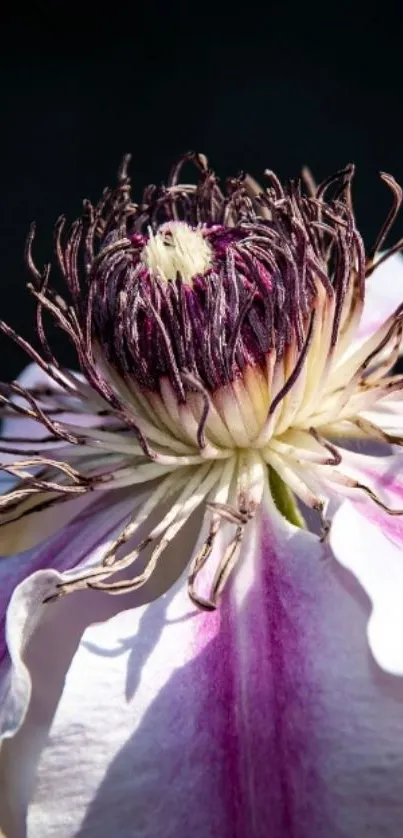 Close-up of a vivid purple flower with detailed petals, perfect for mobile wallpaper.