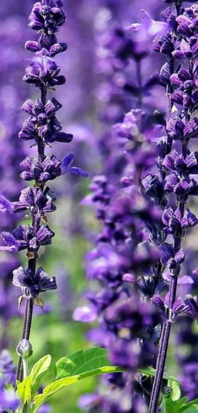 Purple lavender flowers in vibrant bloom.