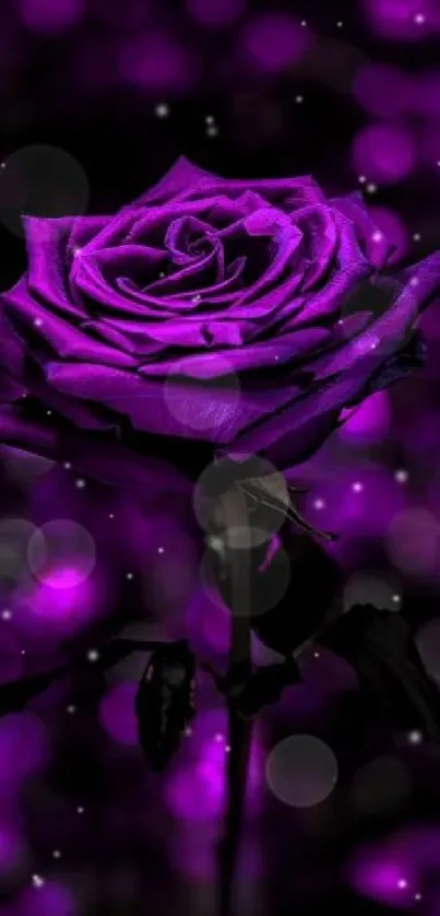 Vibrant purple rose mobile wallpaper with elegant floral design.