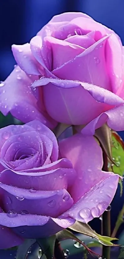 Two purple roses with dewdrops on dark background.