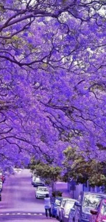 Vibrant street lined with purple flowering trees.