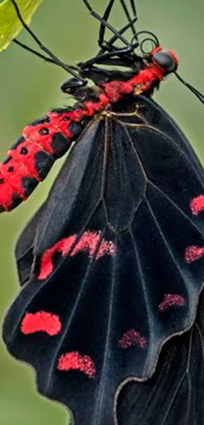 Red and black butterfly resting on a leaf.