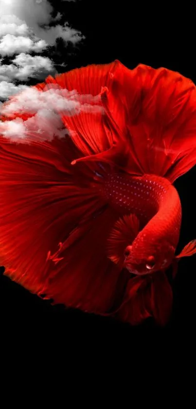 Red betta fish with flowing fins on black background.