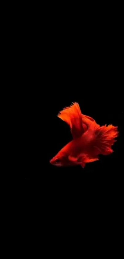 Vibrant red betta fish against a dark background.