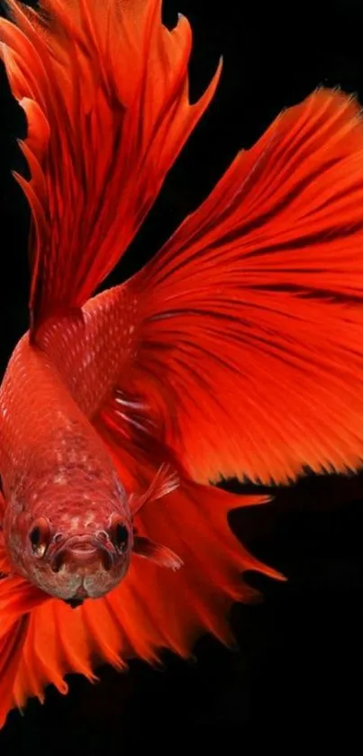 Vibrant red Betta fish with flowing fins on a dark background.