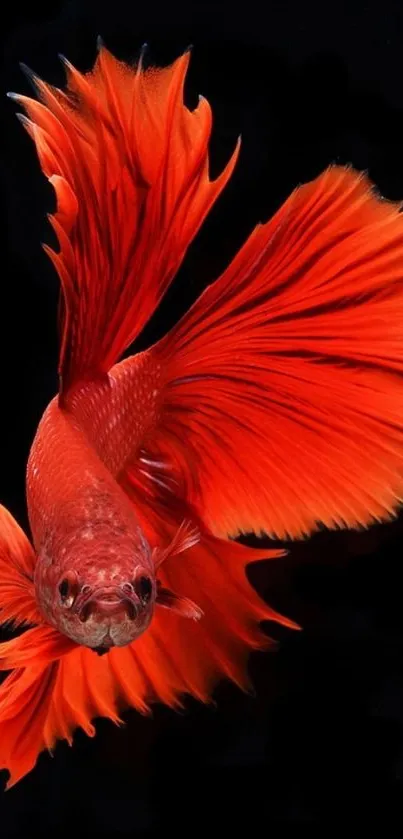 Red Betta fish with elegant flowing fins on dark background.