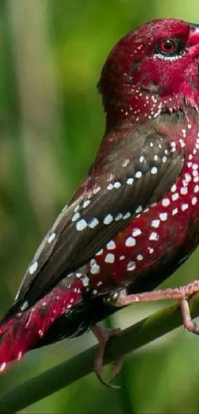 A vibrant red bird perched on a branch with a lush green background.