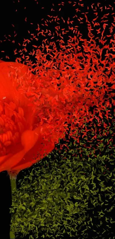 A stunning red flower artfully disintegrates on a dark background.