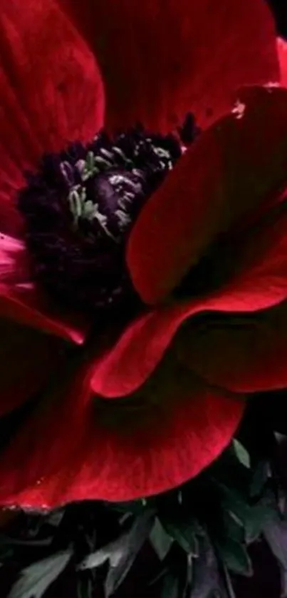 Close-up of a vibrant red flower with dark center.