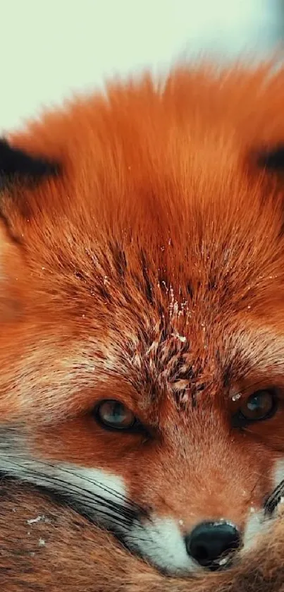 Close-up of a red fox with intense gaze, perfect for mobile wallpaper.