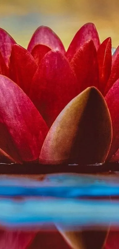 Red lotus flower with water reflection mobile wallpaper.