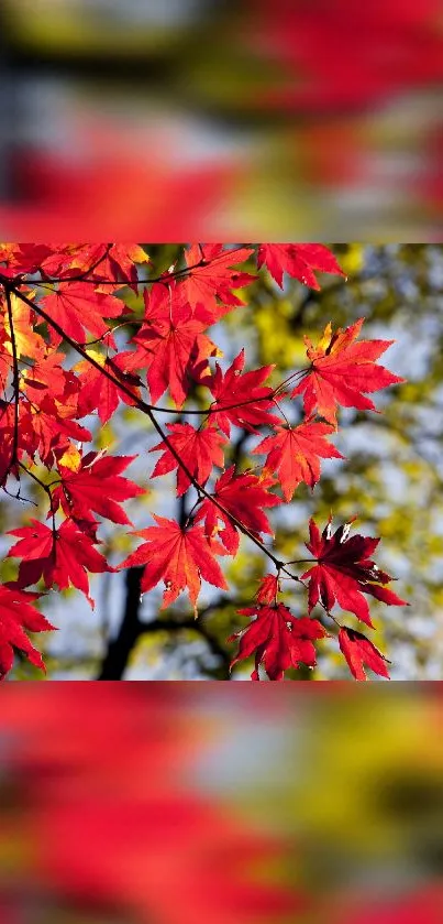 Vibrant red maple leaves on tree branch with autumn backdrop.